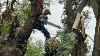 Blocked by bamboo and guarded by millions of fire ants ‼️ Felling 2 trees was the most painful.