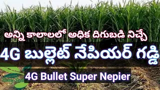4G Bullet Super Napier Fodder Grass | 4G బుల్లెట్ సూపర్ నేపియర్ గడ్డి | Dr. Madankumar Vet -