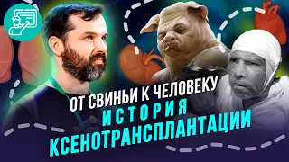 Александр Соколов: От свиньи к человеку? История ксенотрансплантации #Онлайн_лекция