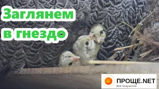 Хотите посмотреть на цыплят?🐣🐣🐣Брама в гнезде.