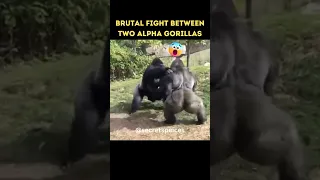 Epic Battle Gorilla Fight's Gorilla #shorts