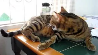 Bengal cat chattering at bird