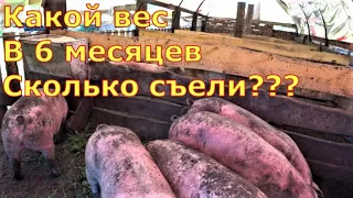 Вес в 6 месяцев / Сколько корма съели