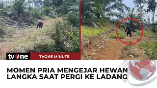 Hendak Pergi ke Ladang, Seorang Pria Justru Bertemu dengan Hewan Langka | tvOne Minute