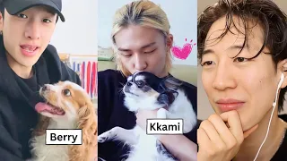 Stray Kids With Their PETS! (Petracha)