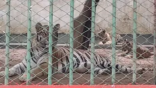 Adorable endangered Amur tiger cub plays with mom at Toronto Zoo || BABY TIGERS!! || animals kingdom