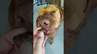 Beef treats for my vizsla 🥩 #shorts #shortsfeed #fypシ #doglover #video #puppy