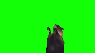 Green Screen Screaming Cat Meme