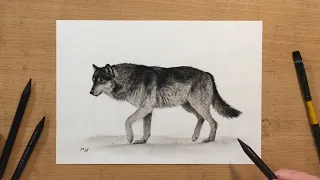 How to Draw a Wolf in Charcoal