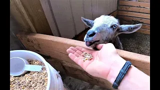 What we feed our goats | Changing our goat food after 5 years | Kalmbach goat food | goat food blend