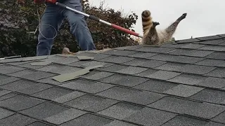 Raccoon gets stuck trying to break and enter inside a attic roof.