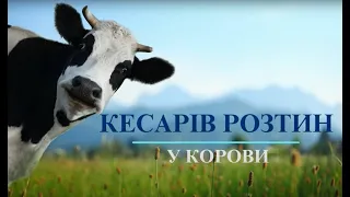 Кесарів розтин у корови