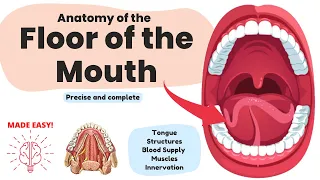 Anatomy of the Floor of the Mouth (Short & Complete) | Human Anatomy