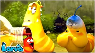 Larva The Girl ( Season 3) 🍟 Larva Cartoons - Comics | Larva Official 🥟 New Animation Movies 2022