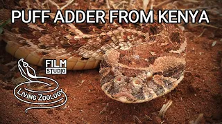 Deadly venomous Puff adder (Bitis arietans) from Kenya, huge viper species, dangerous snake, Africa