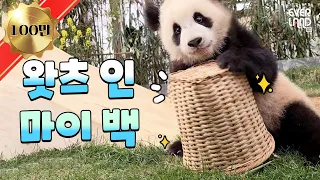 바구니를 대하는 그녀들의 온도 차🌡️ 루이&후이🐼🐼｜#판다와쏭 #153 #아이러푸루후