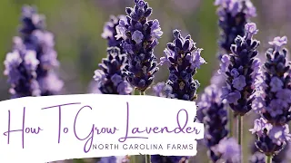 How to Grow Lavender