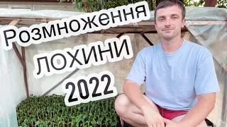 РОЗМНОЖУЄМО лохину 2022 літом 25.07.22