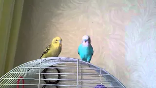 Хвилясті папуги / Залицяння самця хвилястика