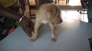 Mangoworms in a puppy with smart owners