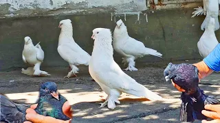 АНДИЖАНИСКИЙ КАБУТАРЛАР ОК ва КОРА ЗОГЛАР 📞944319135 Kabutarlarni zo'rlari Andijon paroda Pigeons