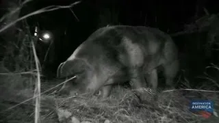 Is This Captured Beast the Elusive Hogzilla? | Mountain Monsters