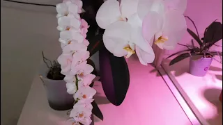 3 самые дорогие орхидеи в моей коллекции и не только)))