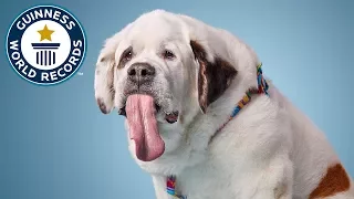 Dog with the longest tongue - Guinness World Records