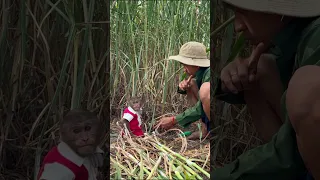 funny, cutis and dad caught thieves #cutis #monkey #babymonkey