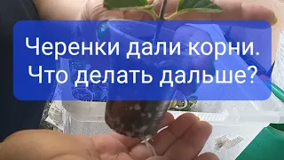 Черенки укоренились.Что делаем дальше...