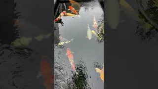 Check out Gabriele‘s Jumbo Koi Pond on my YouTube channel 👌