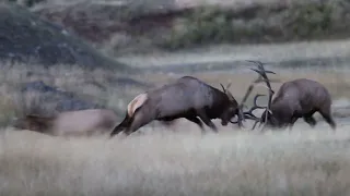 Bull elk fighting during rut season in Jasper National Park