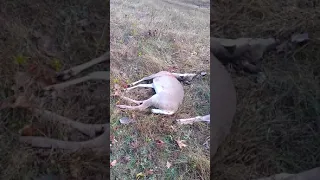 Son's first deer taken with Savage Axis Compact .243 with Winchester Deer Season XP 95 gr.