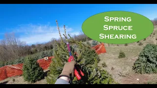 Pruning Perfection: Transform Your Spruce Christmas Tree with Shearing Techniques