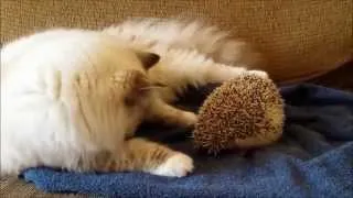 !! BEST FUNNY ANIMALS COMPILATION 2013- 2014 part 9