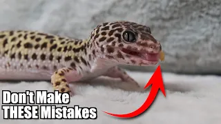 What I Wish I Knew BEFORE Getting a Leopard Gecko