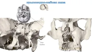 топография черепа, череп в целом, крыловидно-небная ямка, глазница, носовая полость