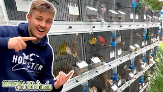 *NEW* MINI Bird Room | Breeding British Birds S2:Ep5