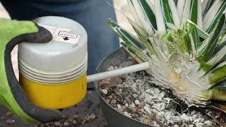 AGAVE CORING: Forcing pupping for asexual reproduction