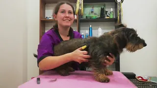 Handstripping a wirehaired dachshund