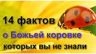 14 фактов о божьей коровке, которых вы не знали раньше