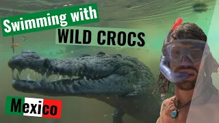 Swimming with WILD Crocodiles in Mexico #dangerous