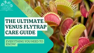 Ultimate Venus Flytrap Care Guide