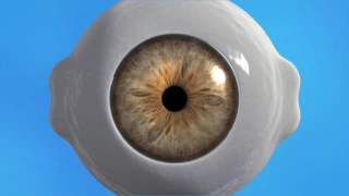 What Happens When The Eyes Are Dilated?