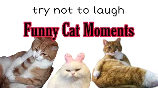 CATS will make you LAUGH YOUR HEAD OFF - Funny CAT compilation - Visit Zoo