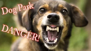 Dangers at Dog Parks