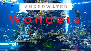 Лучшая Музыка На Свете!!!!Подводный мир | Underwater world | Звуки океана | Relaxing music