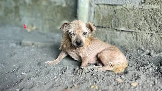 The blind dog thought his owner would return, he kept waiting and then collapsed