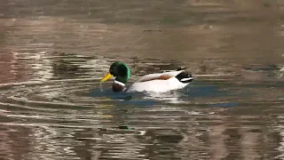 Entretien du plumage pour le canard colvert mâle - Anas platyrhynchos