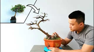 Bonsai For Beginners| Creating A Antidesma Acidum Bonsai Tree| Cây Sam Núi Trái